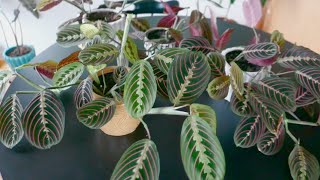 Maranta Leuconeura Prayer Plant Care and Propagation [upl. by Rochkind]