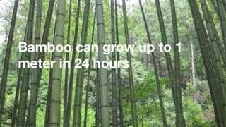 12 Amazing Facts About Bamboo [upl. by Yenhoj341]