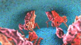 Dengue Viral Fusion Animation [upl. by Ranique497]