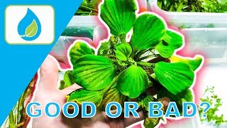 FLOATING AQUARIUM PLANT TIPS  010 [upl. by Skye]