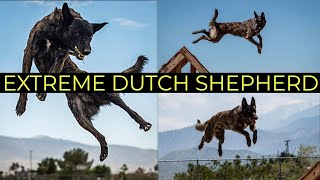 Worlds Greatest Dutch Shepherd  Epic Dutchies [upl. by Bidle115]