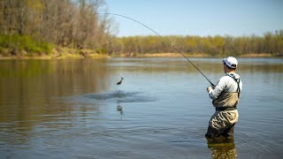 Catching American Shad on the Delaware River  S16 E1 [upl. by Glori807]