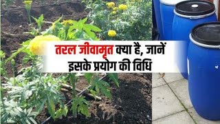 How to use Jeevamrit  जीवामृत का प्रयोग कैसे करें  organic farming [upl. by Frederiksen997]