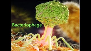 T4 Phage attacking Ecoli [upl. by Gayel]