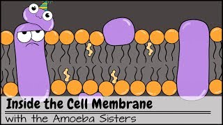 Inside the Cell Membrane [upl. by Nemsaj]