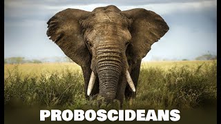 Proboscideans Preclude Young Earth Creationism  BiteSized Busts [upl. by Hna]