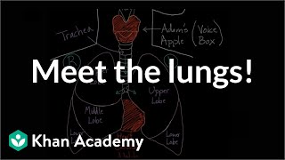 Meet the lungs  Respiratory system physiology  NCLEXRN  Khan Academy [upl. by Finkelstein]