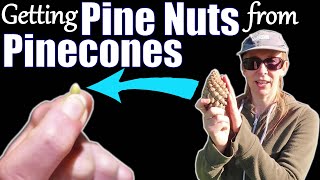 How to get Pine Nuts from Pinecones [upl. by Anawot]