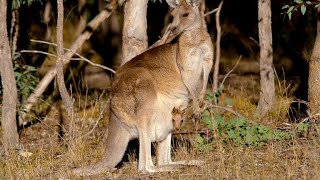 How Marsupials Are Different From Other Mammals 4K [upl. by Akired]