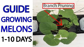 GUIDE TO GROW MELONS  Stage 1 to 10 days  Branch Pruning [upl. by Crofoot]