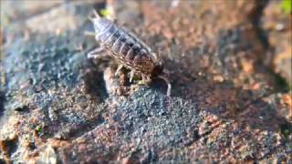 The Secret Life of Woodlice [upl. by Mathian]