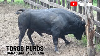 Llegada de los toros puros a la Ganadería La Juliana de los Hnos Cumplido Mendoza [upl. by Eentirb646]