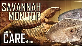 Savannah Monitor CARE VIDEO  How to keep a Bosc Monitor  Varanus exanthematicus [upl. by Endor]