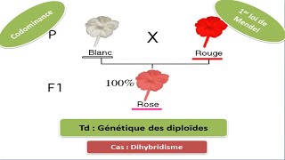 Exercice de génétique des diploïdes Dihybridisme [upl. by Atinar576]