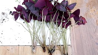 How to Divide and Propagate Oxalis Triangularis  Care Tips Purple Shamrock [upl. by Iren]