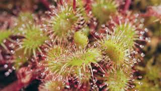 Sundews A Sticky Situation  feat Drosera Rotundifolia [upl. by Kizzee]