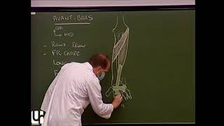 MS 6  Muscles de lavantbras et de la main Muscles of the forearm and the hand [upl. by Rheta]