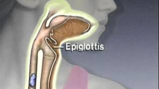 Through the Esophagus The Function of Peristalsis [upl. by Aleacem748]