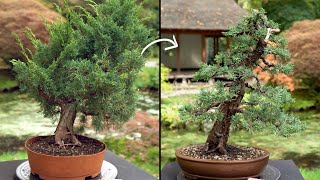 Learn how to create a Juniper Bonsai tree [upl. by Nil]