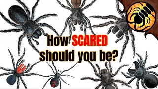 How Dangerous are Australian Spiders REALLY [upl. by Lemak]