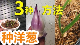 3种方法种洋葱🧅比较 3 ways to grow lots of onions English Subtitle [upl. by Lateehs]