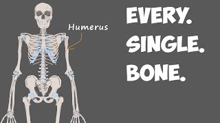 Every Bone in the Human Body [upl. by Navoj]