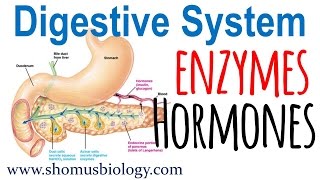 Digestive enzymes and hormones [upl. by Aleksandr]