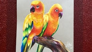 Realistic drawing of Parrots Sun Parakeets [upl. by Kelby]