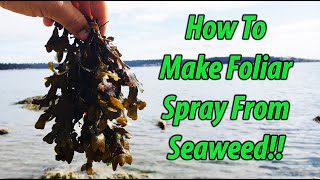 Foliar Feeding With DIY Seaweed Fertilizer 2019 [upl. by Midian]