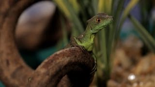 7 Care Tips for Basilisks  Pet Reptiles [upl. by Natalya]