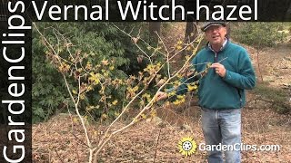 Vernal Witchhazel  Hamamelis vernalis  Growing winter and spring blooming Witch hazel [upl. by Reffotsirk]