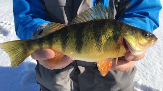 Ice Fishing Wisconsin  Shawano Lake JUMBO PERCH [upl. by Signe334]