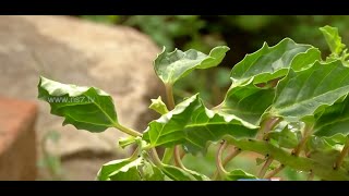 Tips to grow Yanai Nerunjil pedalium murex  herb at your terrace  Poovali  News7 Tamil [upl. by Duck28]