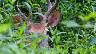 Deer Scream  Random Nature Short 2 [upl. by Eryt]