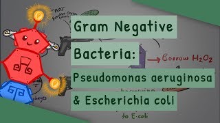 Gram Negative Bacteria Pseudomonas aeruginosa and Escherichia coli [upl. by Eward]