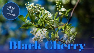 Tree of the Week Black Cherry [upl. by Anauqes]