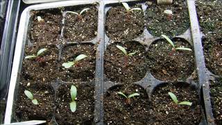 gomphrena seedlings update how when to feed gomphrena seedlings [upl. by Ianaj]