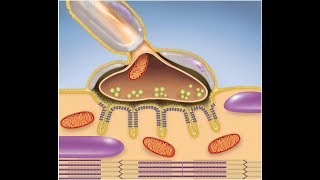 Muscular System The Neuromuscular Junction [upl. by Lindon]