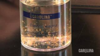 How to Care for Daphnia [upl. by Artie646]