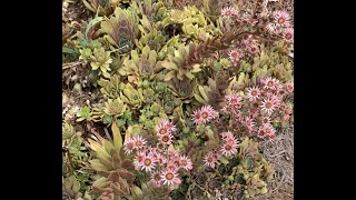 Plant Profile Hens and Chicks Succulents Sempervivum [upl. by Inaluahek]