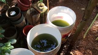 How to grow Green Water Algae [upl. by Drawde]