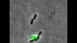 Microbiology of Bacterial Morphology amp Shape [upl. by Naujud]