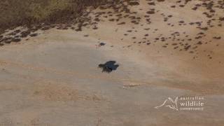 EXCLUSIVE AWC footage of a dingo hunting a feral pig [upl. by Austreng]