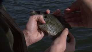 How To Fish for Bream [upl. by Allecnirp]