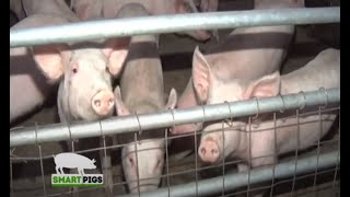 A Full Pig Farming Guide for Beginners  Smart Pigs Part 1 [upl. by Anale]