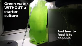 Green Water WITHOUT a Starter Culture  From Scratch  How To [upl. by Palla180]