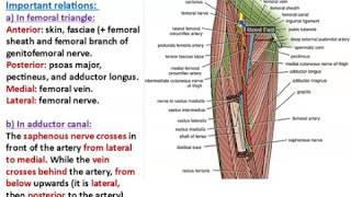 Femoral and Obturator Arteries  Dr Ahmed Farid [upl. by Henryetta323]