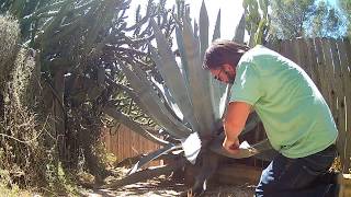 Blue Agave Trimming [upl. by Ddal]