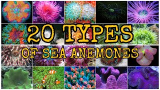 20 TYPES OF SEA ANEMONES [upl. by Eimorej]