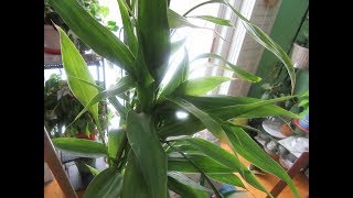 MY 15 YEAR OLD BAMBOO NEEDS A TRIM [upl. by Kellie]